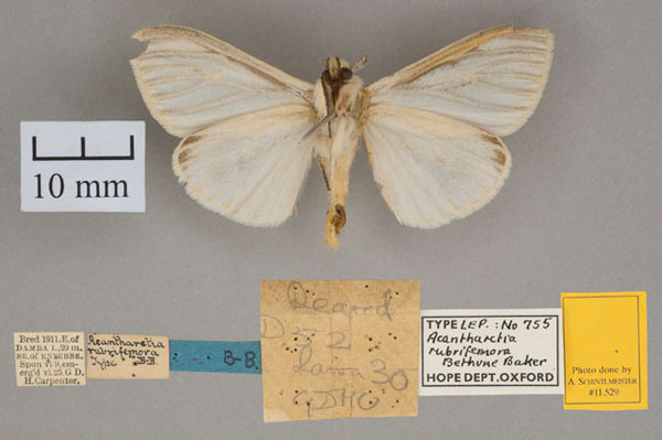 /filer/webapps/moths/media/images/R/rubrifemora_Acanthartia_HT_OUMNH_02.jpg