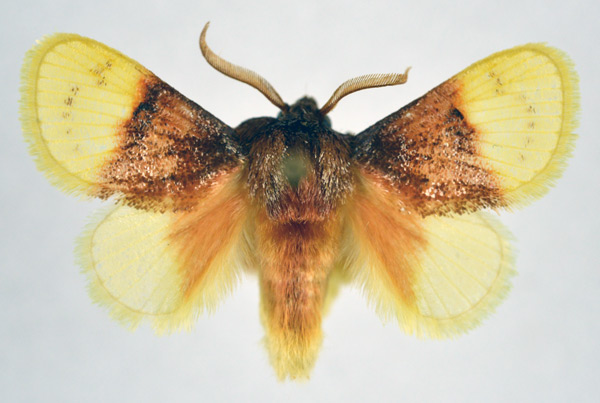 /filer/webapps/moths/media/images/R/rubrifusalis_Altha_AM_NHMO.jpg
