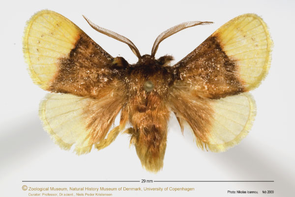 /filer/webapps/moths/media/images/R/rubrifusalis_Altha_A_ZMUC.jpg