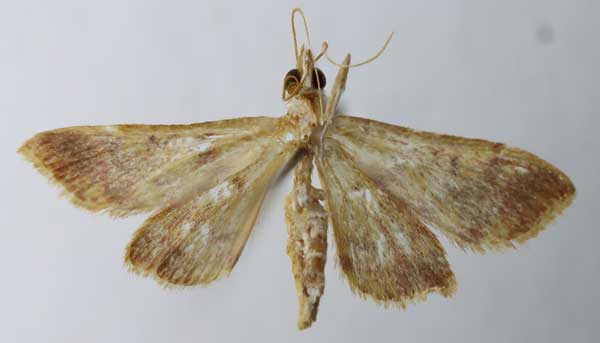 /filer/webapps/moths/media/images/R/rubrilinearis_Psammotis_HT_ZSMb.jpg