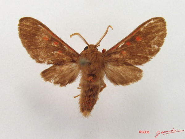/filer/webapps/moths/media/images/R/rubrilineata_Rhabdomarctia_A_Alberta_01.jpg