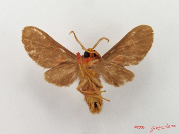 /filer/webapps/moths/media/images/R/rubrilineata_Rhabdomarctia_A_Albertb_01.jpg