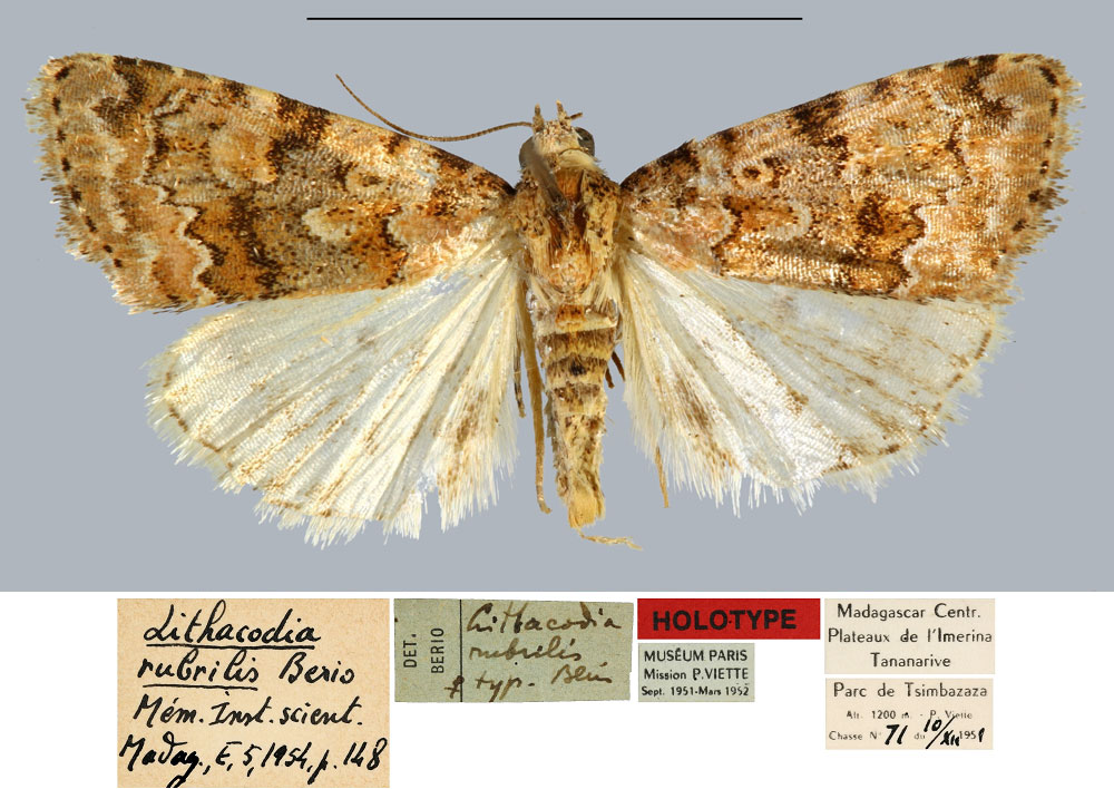 /filer/webapps/moths/media/images/R/rubrilis_Lithacodia_HT_MNHN.jpg