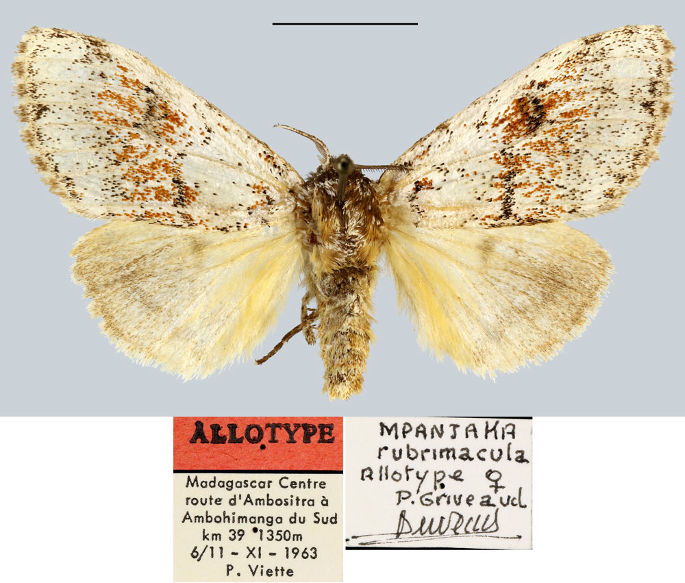 /filer/webapps/moths/media/images/R/rubrimacula_Mpanjaka_AT_MNHN.jpg