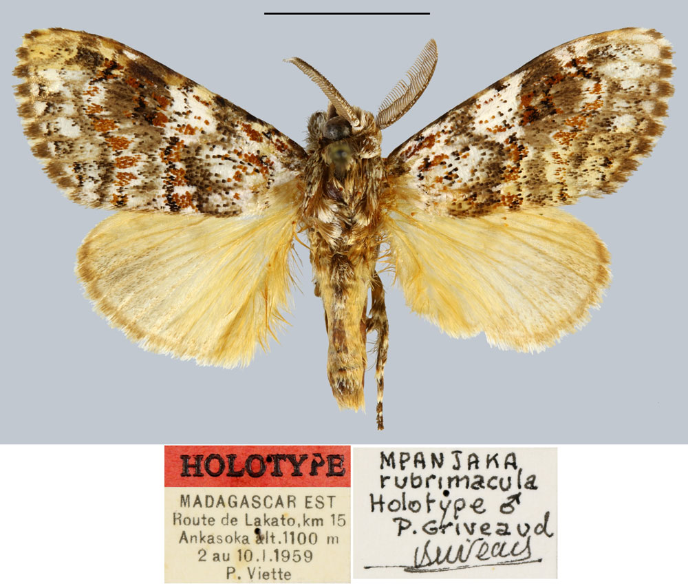 /filer/webapps/moths/media/images/R/rubrimacula_Mpanjaka_HT_MNHN.jpg