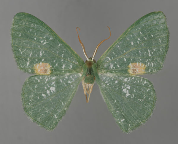 /filer/webapps/moths/media/images/R/rubrimacula_Prasinocyma_A_ZSM_01.jpg