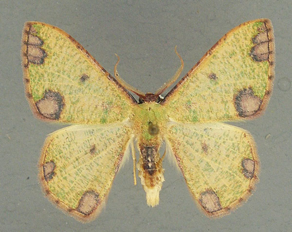 /filer/webapps/moths/media/images/R/rubrimaculata_Celidomphax_AM_TMSA.jpg