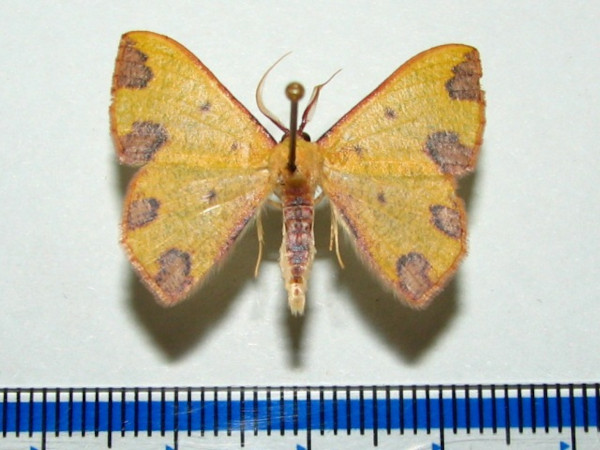 /filer/webapps/moths/media/images/R/rubrimaculata_Celidomphax_A_Goff_01.jpg