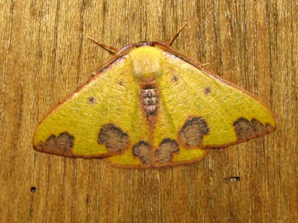 /filer/webapps/moths/media/images/R/rubrimaculata_Celidomphax_A_Goff_02.jpg