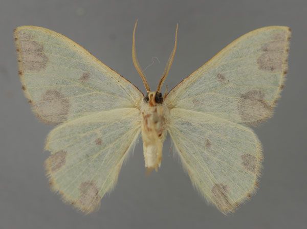 /filer/webapps/moths/media/images/R/rubrimaculata_Celidomphax_A_ZSM_02.jpg