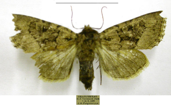 /filer/webapps/moths/media/images/R/rubrimixta_Eumichtis_AF_TMSA.jpg