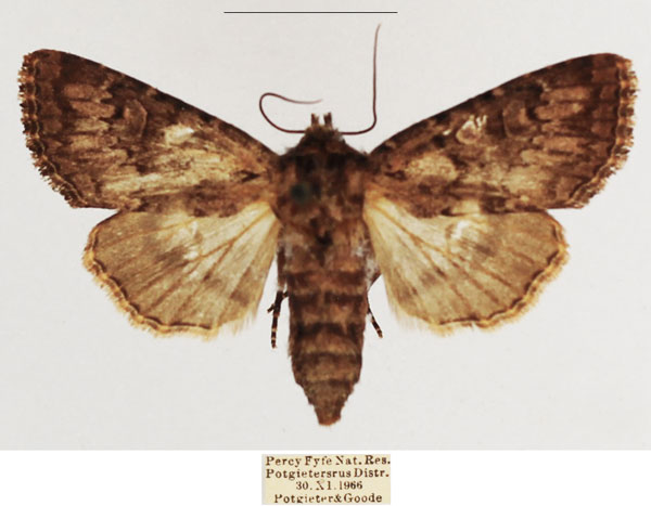 /filer/webapps/moths/media/images/R/rubrimixta_Eumichtis_AF_TMSA_01.jpg