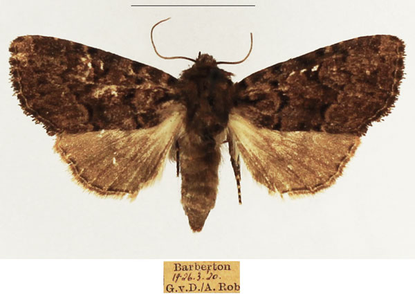 /filer/webapps/moths/media/images/R/rubrimixta_Eumichtis_AF_TMSA_02.jpg