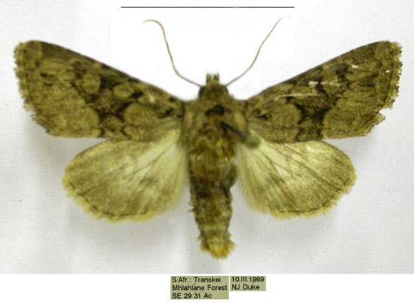 /filer/webapps/moths/media/images/R/rubrimixta_Eumichtis_AM_TMSA.jpg