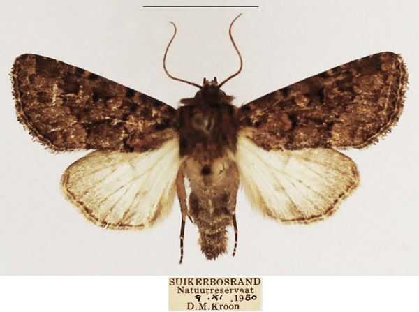 /filer/webapps/moths/media/images/R/rubrimixta_Eumichtis_AM_TMSA_01.jpg