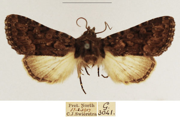 /filer/webapps/moths/media/images/R/rubrimixta_Eumichtis_AM_TMSA_02.jpg