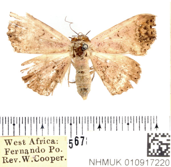 /filer/webapps/moths/media/images/R/rubrinotata_Mesosciera_AF_BMNH.jpg