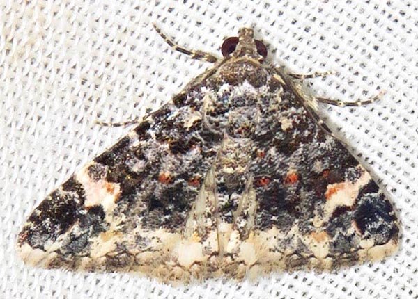 /filer/webapps/moths/media/images/R/rubripuncta_Metachrostis_A_Braun_03.jpg