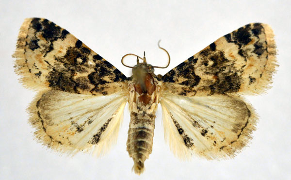 /filer/webapps/moths/media/images/R/rubripuncta_Metachrostis_A_NHMO.jpg