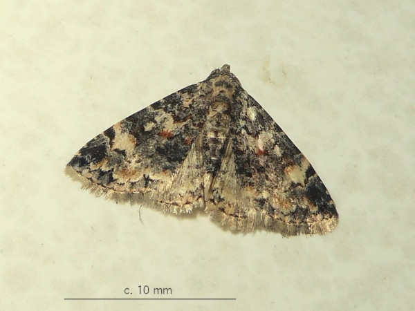 /filer/webapps/moths/media/images/R/rubripuncta_Metachrostis_A_Sydes.jpeg