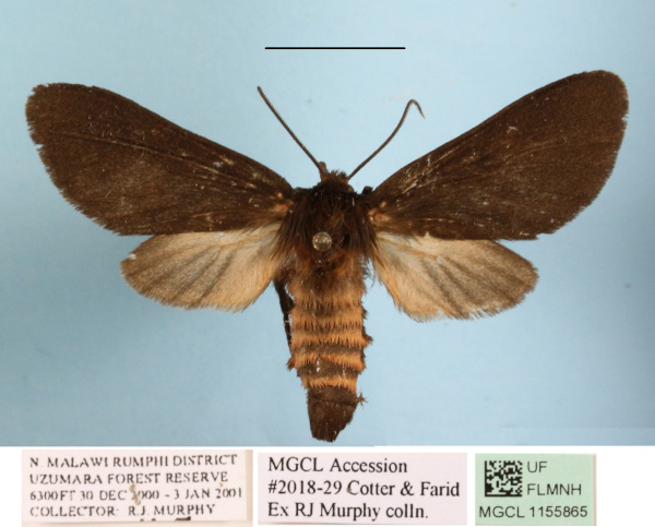 /filer/webapps/moths/media/images/R/rubripuncta_Metarctia_A_MGCL.jpg