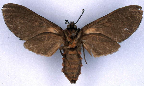 /filer/webapps/moths/media/images/R/rubripuncta_Metarctia_HT_BMNH_02.jpg