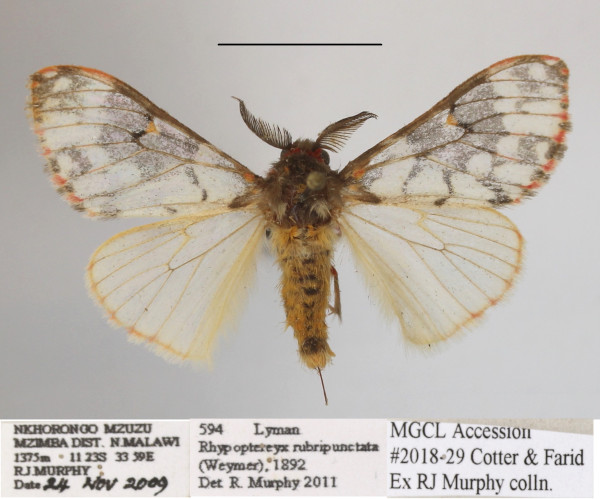 /filer/webapps/moths/media/images/R/rubripunctata_Rhypopteryx_AM_MGCLa_01.JPG