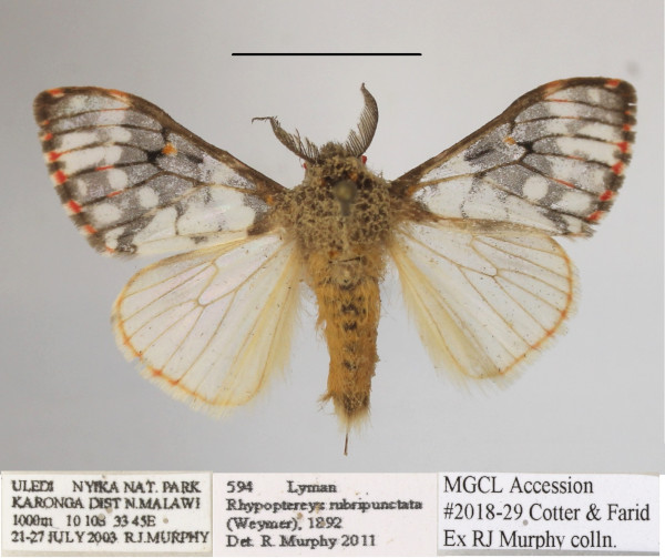 /filer/webapps/moths/media/images/R/rubripunctata_Rhypopteryx_AM_MGCLa_02.JPG