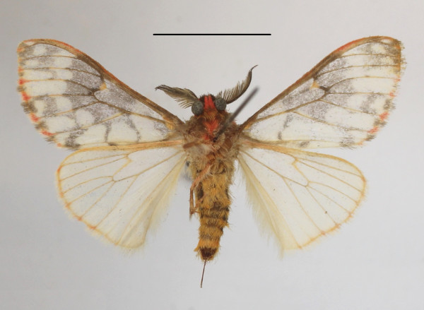 /filer/webapps/moths/media/images/R/rubripunctata_Rhypopteryx_AM_MGCLb_01.JPG