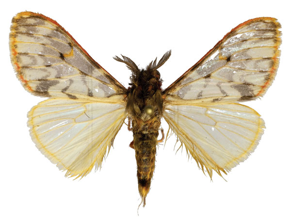 /filer/webapps/moths/media/images/R/rubripunctata_Rhypopteryx_AM_ZMJU.jpg