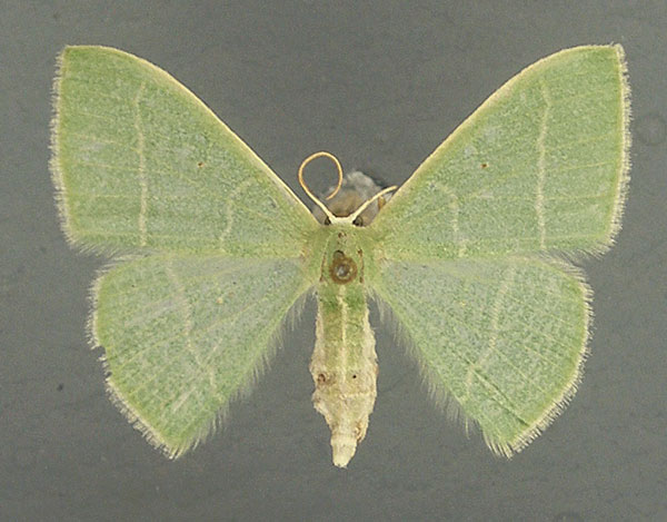 /filer/webapps/moths/media/images/R/rubripunctilla_Neromia_AF_TMSA.jpg