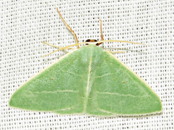 /filer/webapps/moths/media/images/R/rubripunctilla_Neromia_A_Braun.jpg