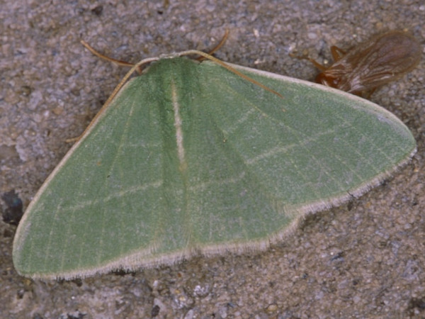 /filer/webapps/moths/media/images/R/rubripunctilla_Neromia_A_Roland.jpg
