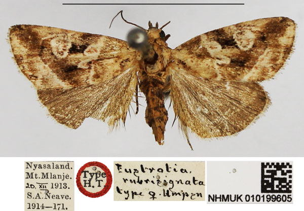 /filer/webapps/moths/media/images/R/rubrisignata_Eustrotia_HT_NHMUK.jpg