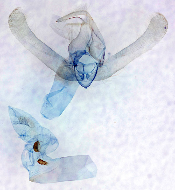/filer/webapps/moths/media/images/R/rubristria_Timora_GMHT_BMNH_8024.jpg