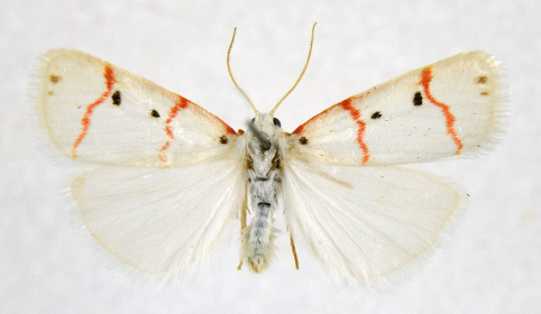 /filer/webapps/moths/media/images/R/rubristriga_Cyana_AM_NHMO.jpg