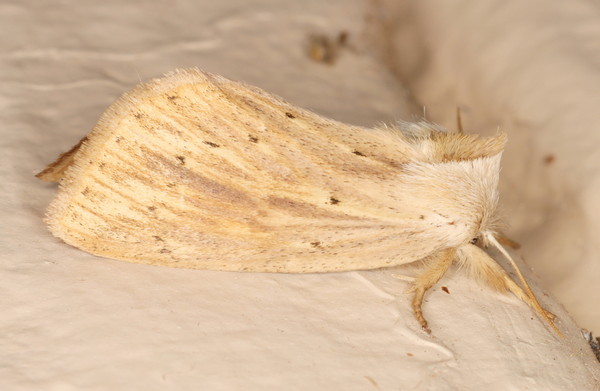 /filer/webapps/moths/media/images/R/rubritincta_Lopiena_A_Heyns_01.jpg