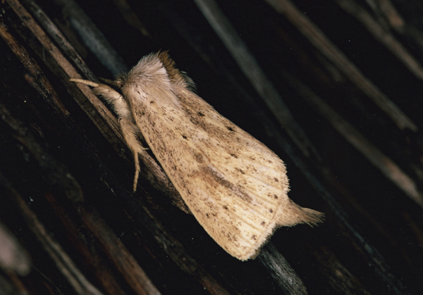 /filer/webapps/moths/media/images/R/rubritincta_Lopiena_A_Roland_01.jpg