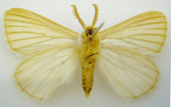 /filer/webapps/moths/media/images/R/rubrivena_Phiala_HT_NHMUKb.jpg