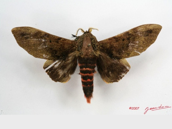 /filer/webapps/moths/media/images/R/rubroanalis_Gastroplakaeis_AM_Alberta_01.jpg