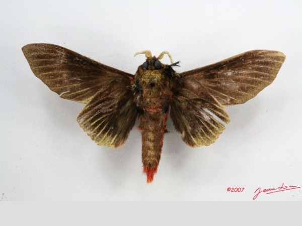 /filer/webapps/moths/media/images/R/rubroanalis_Gastroplakaeis_AM_Albertb_01.jpg