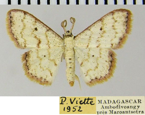 /filer/webapps/moths/media/images/R/rubrosignaria_Scopula_AM_ZSMa.jpg