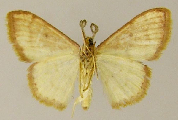 /filer/webapps/moths/media/images/R/rubrosignaria_Scopula_AM_ZSMb.jpg