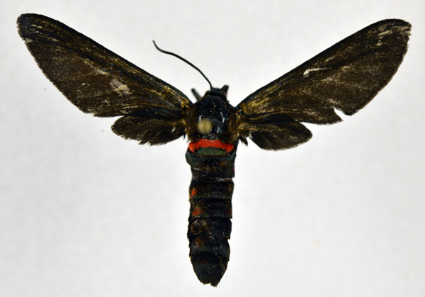 /filer/webapps/moths/media/images/R/rubrosignata_Pseudmelisa_A_NHMO.jpg