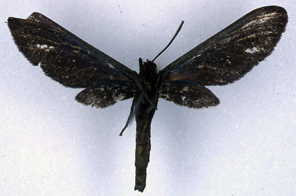 /filer/webapps/moths/media/images/R/rubrosignata_Pseudmelisa_PT_BMNH_02.jpg