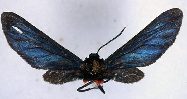 /filer/webapps/moths/media/images/R/rubrosignata_Pseudmelisa_PT_BMNH_03.jpg
