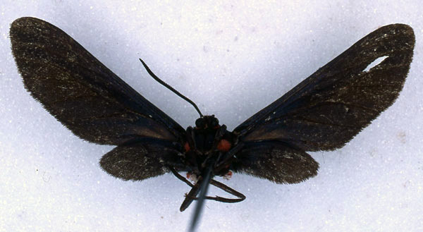 /filer/webapps/moths/media/images/R/rubrosignata_Pseudmelisa_PT_BMNH_04.jpg