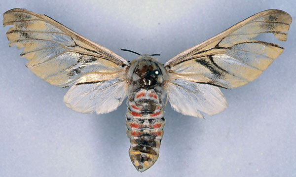 /filer/webapps/moths/media/images/R/rubrostriata_Balacra_HT_SNHM_01.jpg