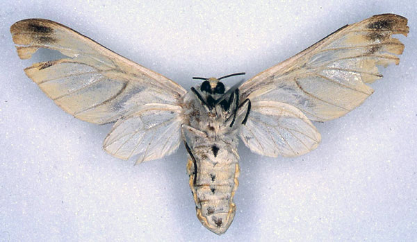 /filer/webapps/moths/media/images/R/rubrostriata_Balacra_HT_SNHM_02.jpg