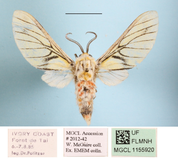 /filer/webapps/moths/media/images/R/rubrostriata_Callobalacra_A_MGCLa_01.JPG
